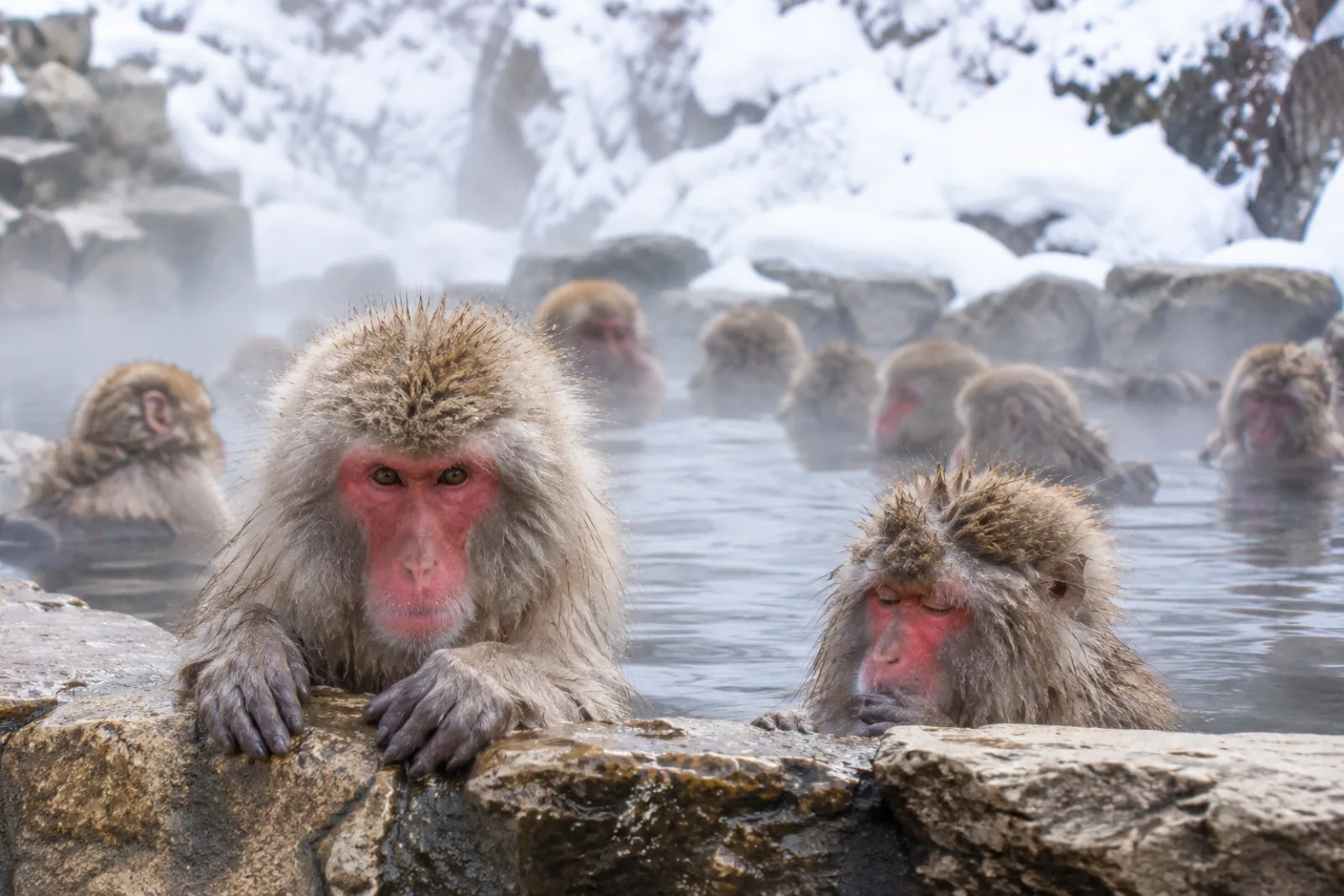 Tokyo/Nagano: private Tour with Snow Monkey Park & Temples