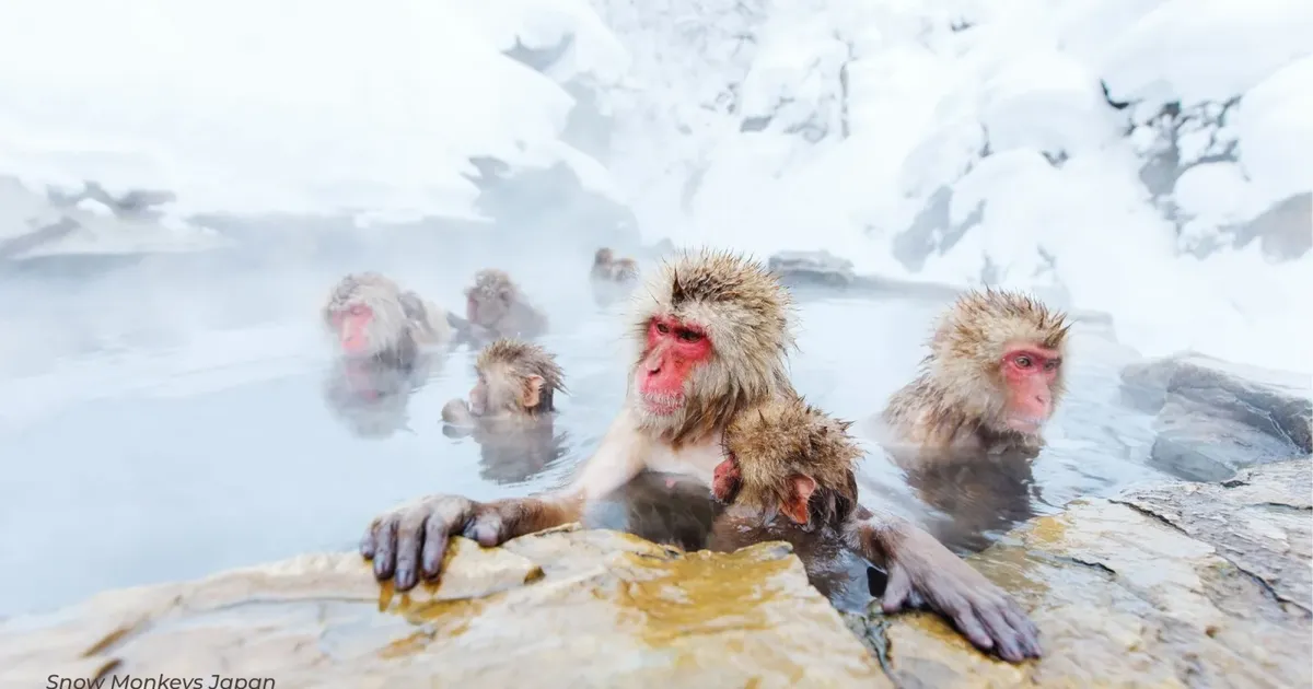 Snow monkeys sitting in the hot spring pool at Jigokudani with deep snow banked above them