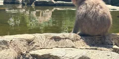 Guest photo from review