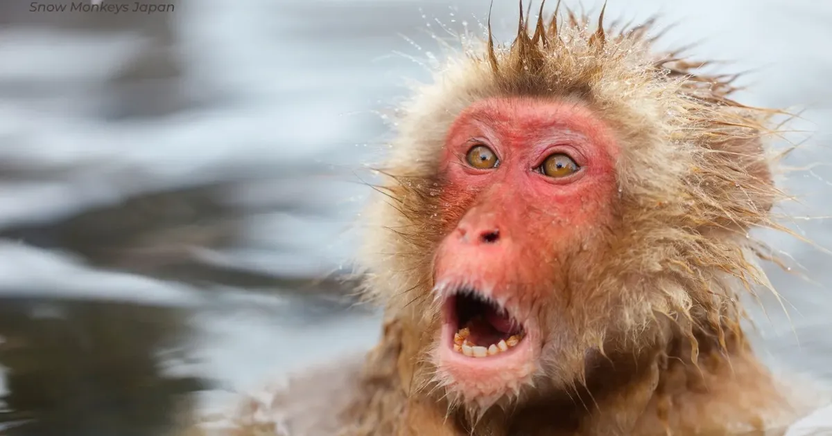 Close-up of a Japanese macaque with its fur soaked from the hot spring at Jigokudani