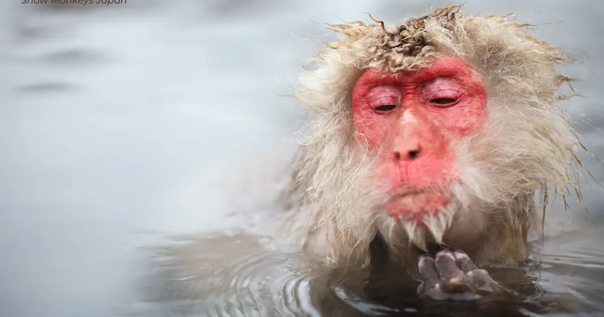 A snow monkey half-submerged in the Jigokudani hot spring with its eyes closed and steam drifting across the water